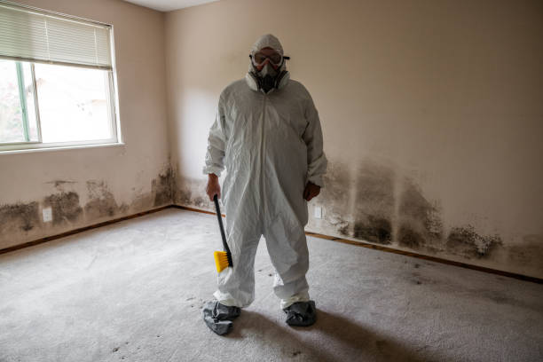 Professional Mold Removal in Mio, MI